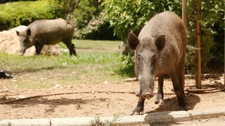 דרושה פעולה מיידית דרושה פעולה מיידית