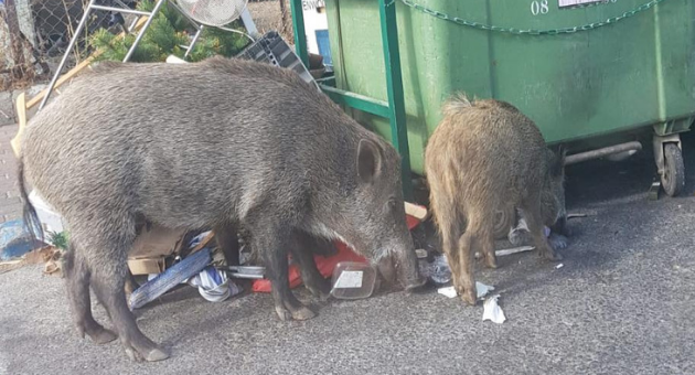 חזירי בר בחיפה