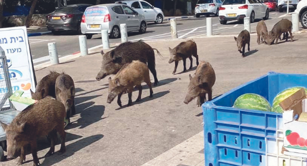 חזירים ברחובות חיפה