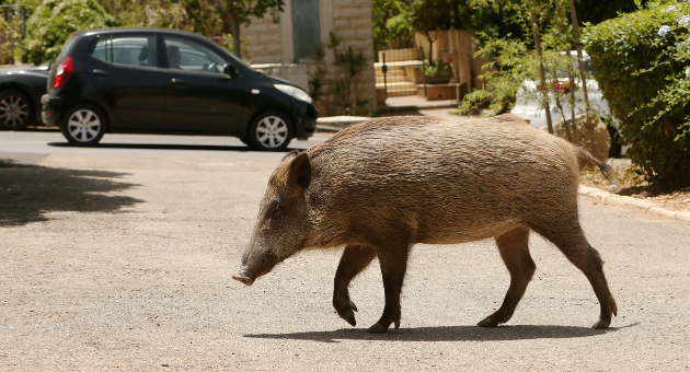 חזיר חוצה כביש בחיפה