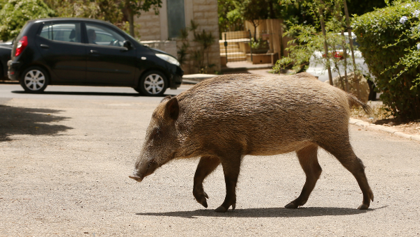 חזיר חוצה כביש בחיפה