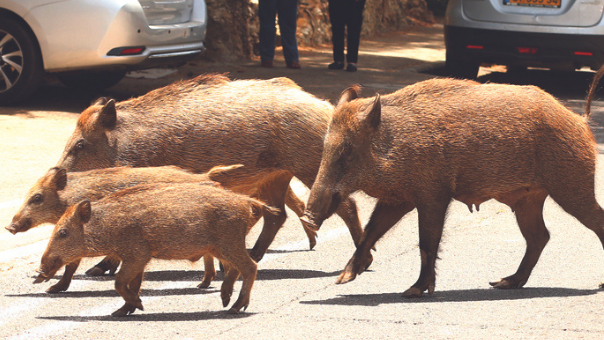 חזירי בר בשכונה