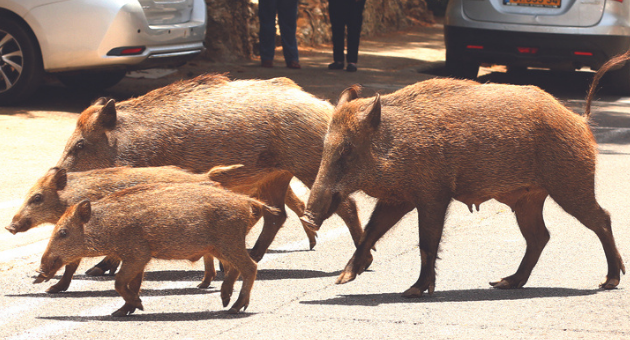 חזירי בר בשכונה