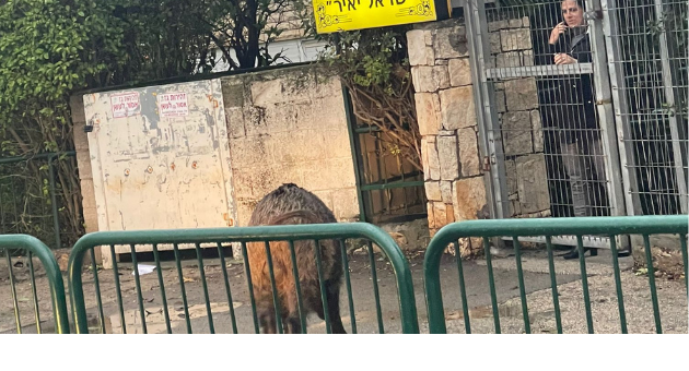 חזירים בבית ספר אהוד בחיפה