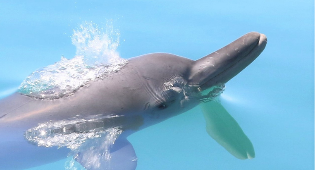מי ישמור על הדולפינים?