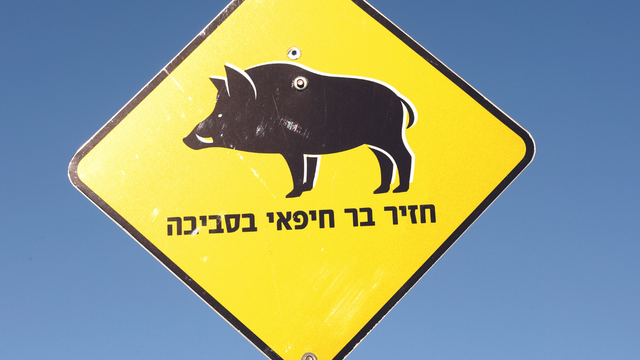 כל חזיר עולה לנו כסף. שלט בחיפה